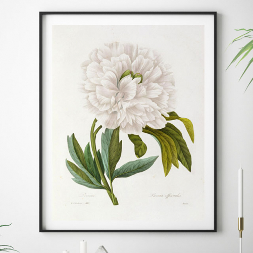 Buy online graphic illustrations of botany