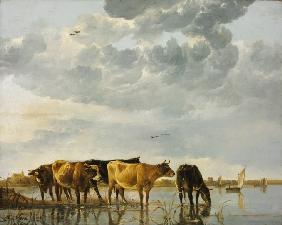 Cows in a River