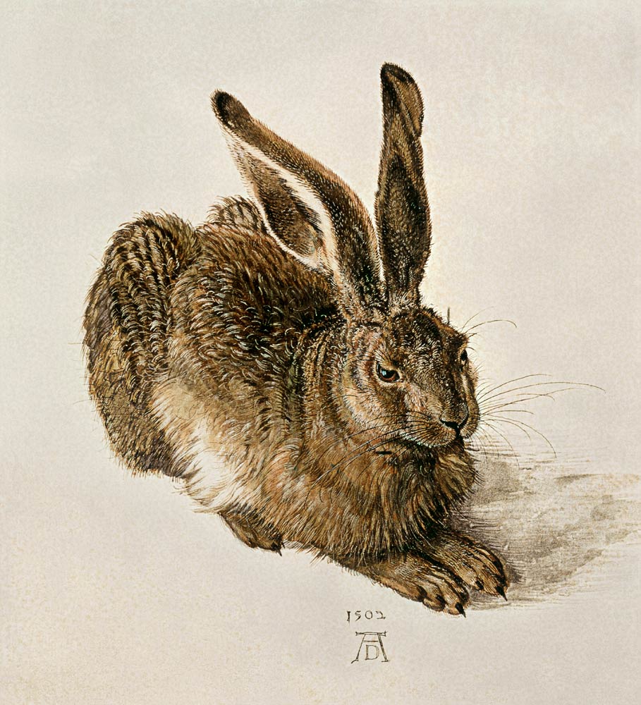 A Young Hare from Albrecht Dürer