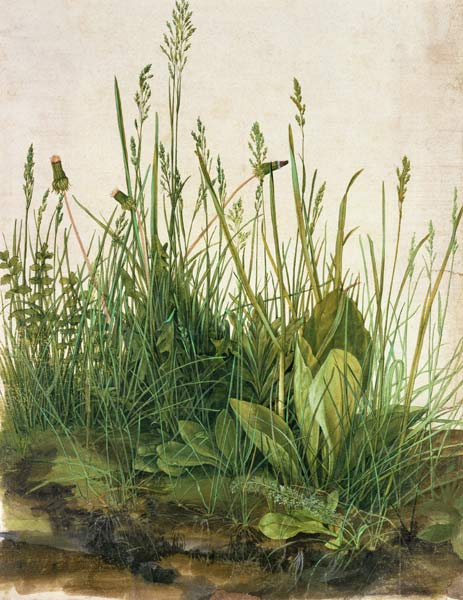 Great piece of turf - study of weeds from Albrecht Dürer