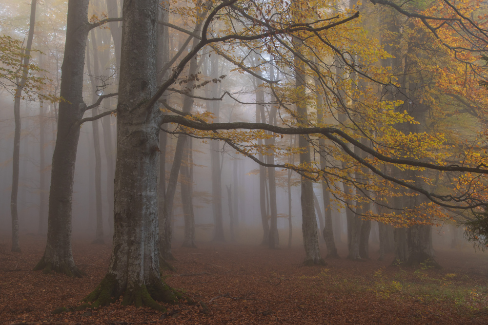 Foggy woodland from Alexandru Ionut Coman