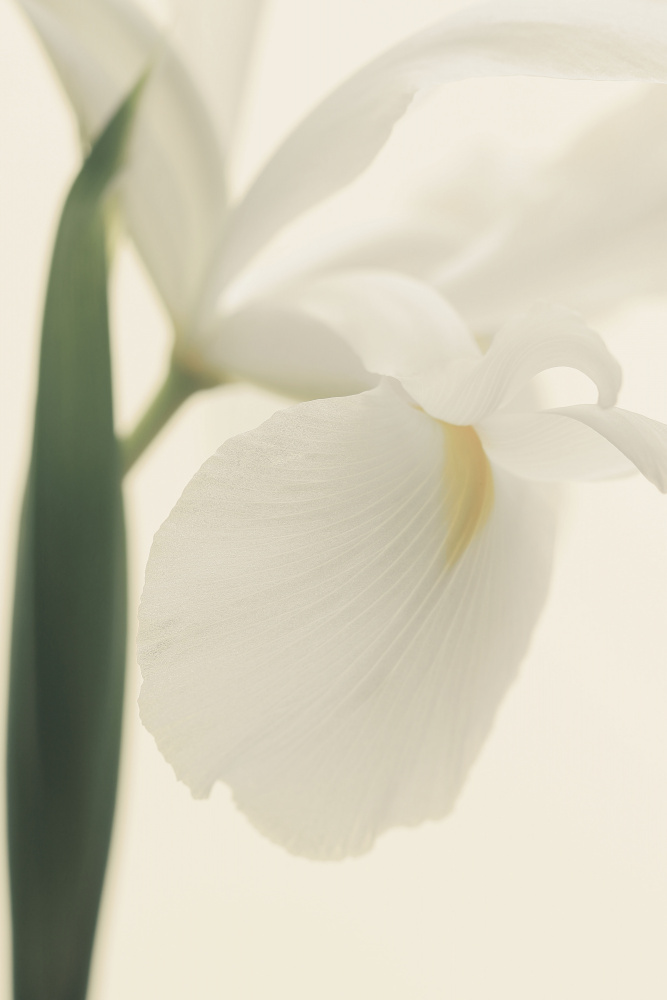 White Iris Flower Ii Pictufy from Alyson Fennell