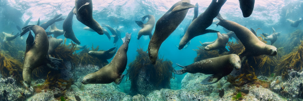 Sea lions from Andrey Narchuk