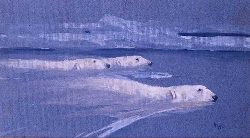 Polar Bears swimming from Arthur Wardle