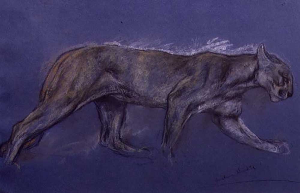 Puma (chalk on paper) from Arthur Wardle