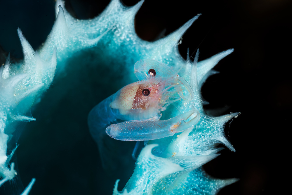 Shrimp in a blue sponge from Barathieu Gabriel