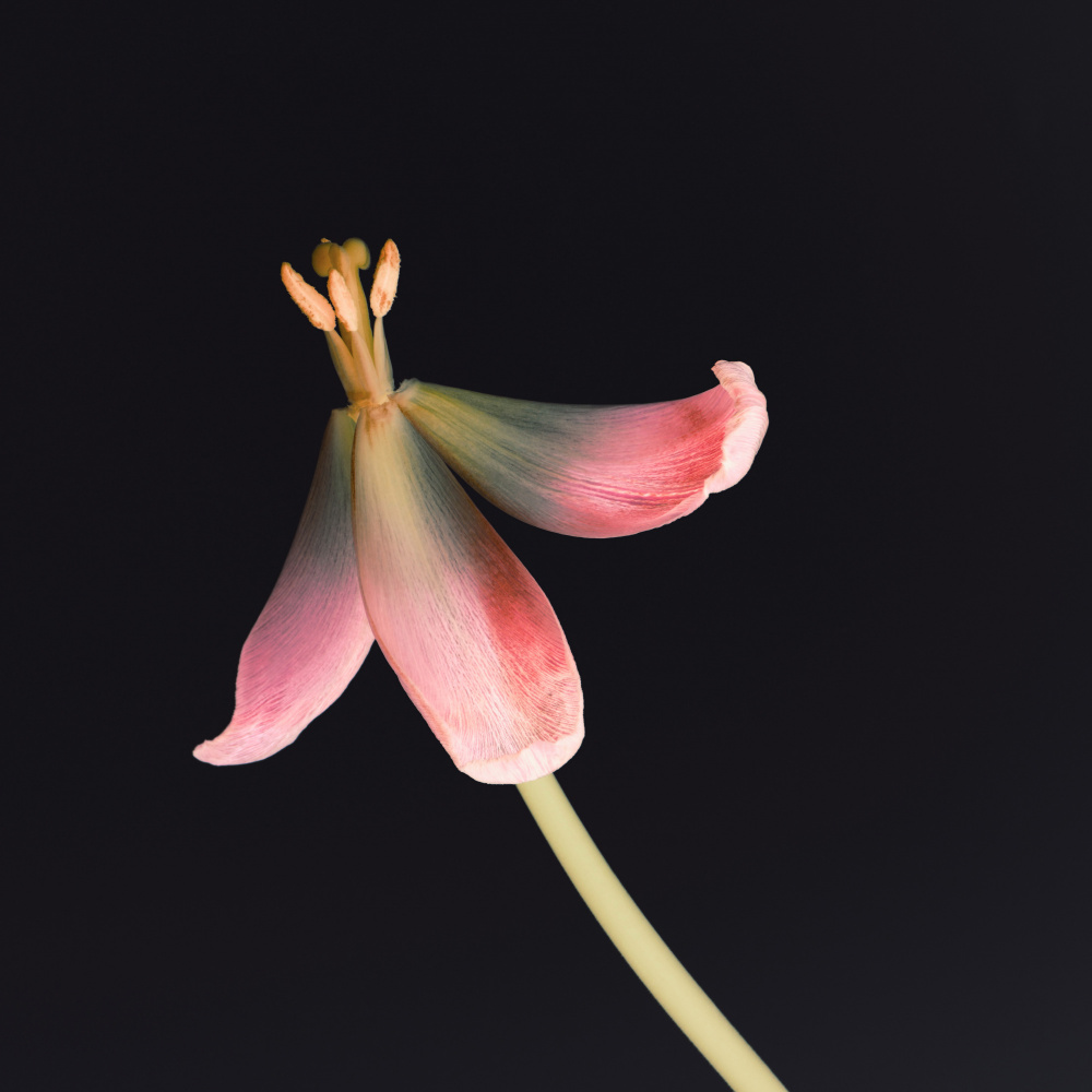 Dried Tulip 2 Instagram Flower from Bilge Paksoylu