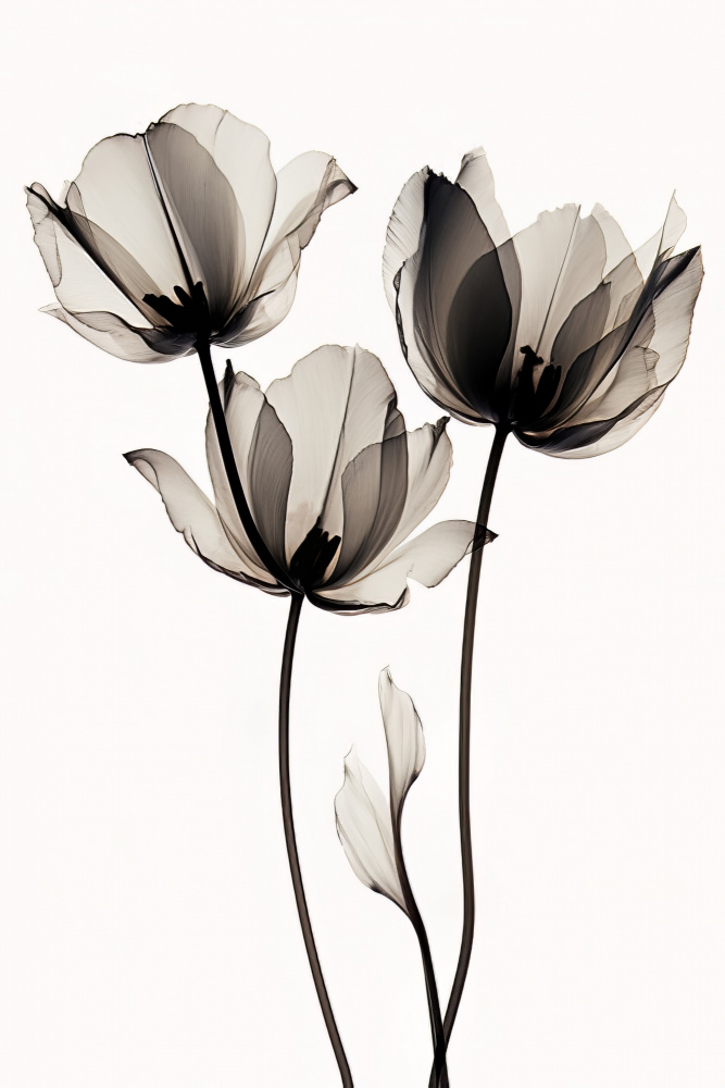Black Tulips 2 from Bilge Paksoylu