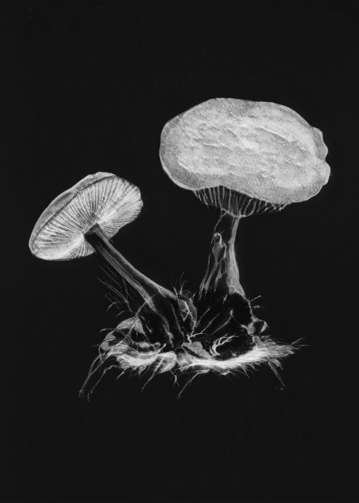 Vintage Violet Webcap Mushroom Dark BW from Botanik