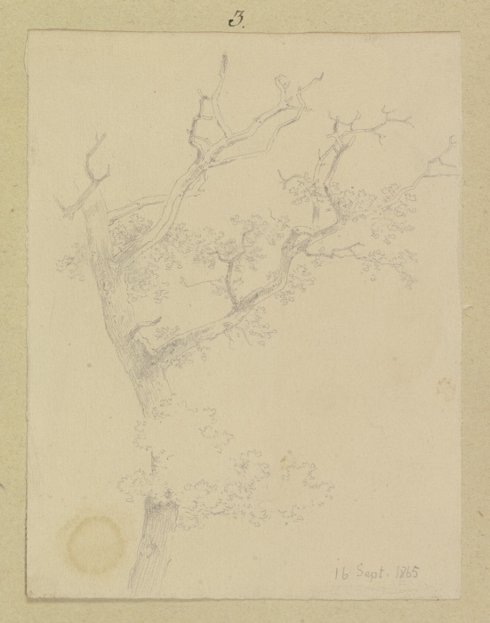Treetop from Carl Theodor Reiffenstein