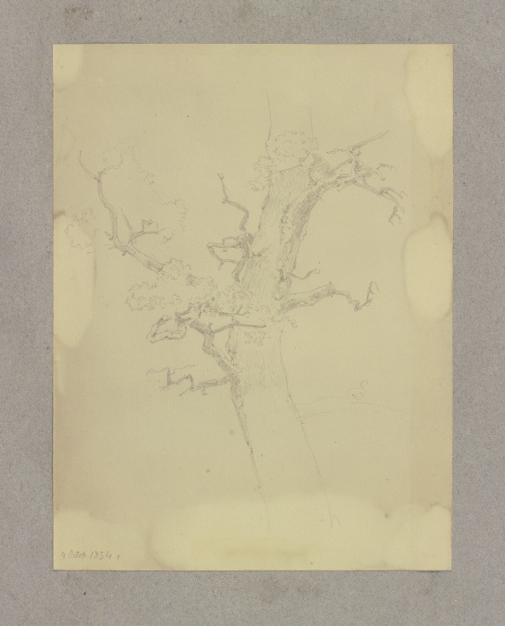 Leafless tree from Carl Theodor Reiffenstein