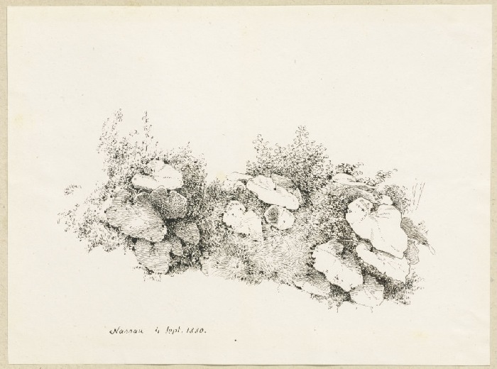 Rasenstück mit großblättrigen Pflanzen from Carl Theodor Reiffenstein