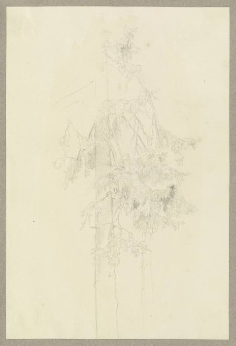 Two conifers from Carl Theodor Reiffenstein