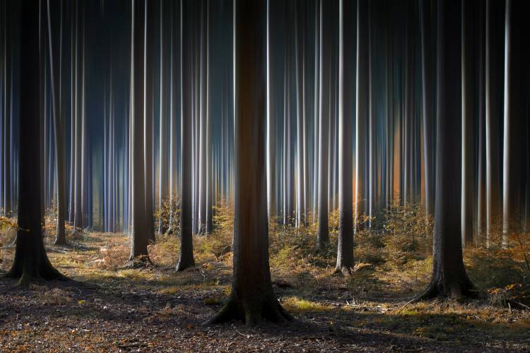 Mystic Wood from Carsten Meyerdierks