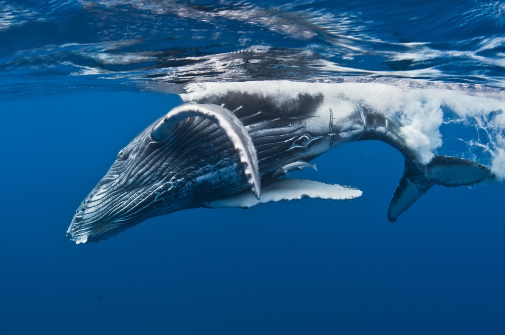 Humpback whale calf,  Reunion Island from Cédric Péneau