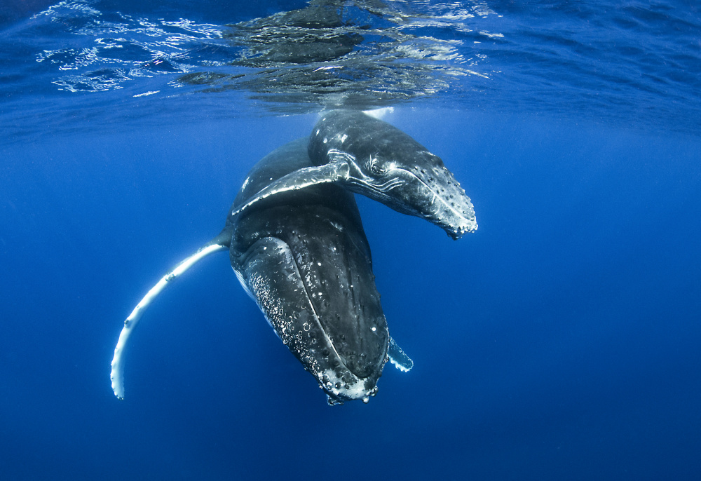 Humpback whales from Cédric Péneau