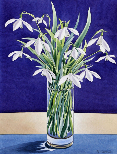 Snowdrops from Christopher  Ryland