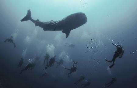 Whale shark