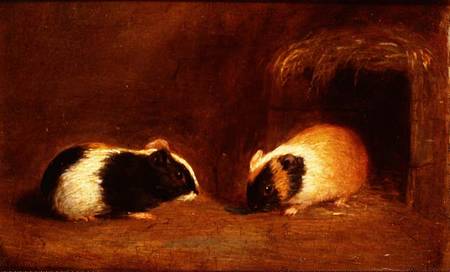 A Pair of Guinea Pigs from Edmund Bristow