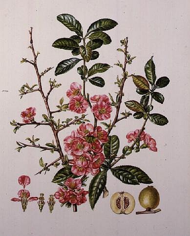 Japanese Quince (w/c)  from Elizabeth  Rice
