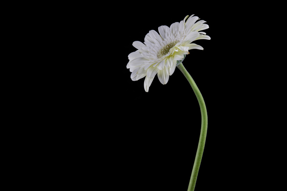 beautiful flower in front of black background from engin akyurt