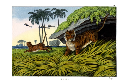 Tiger from English School, (19th century)