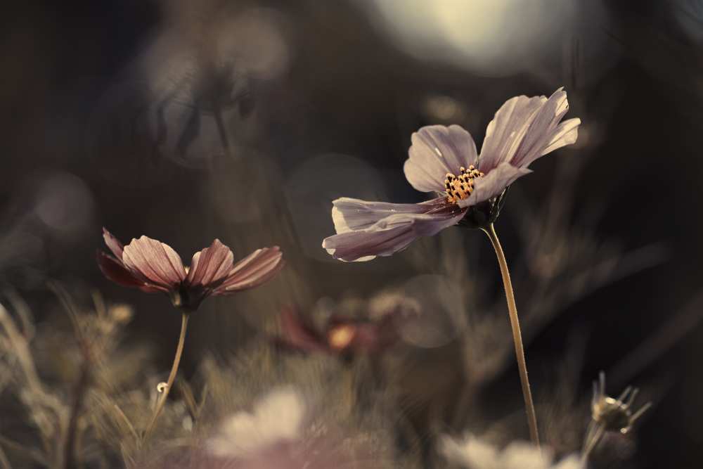 Flowers of innocence from Fabien Bravin
