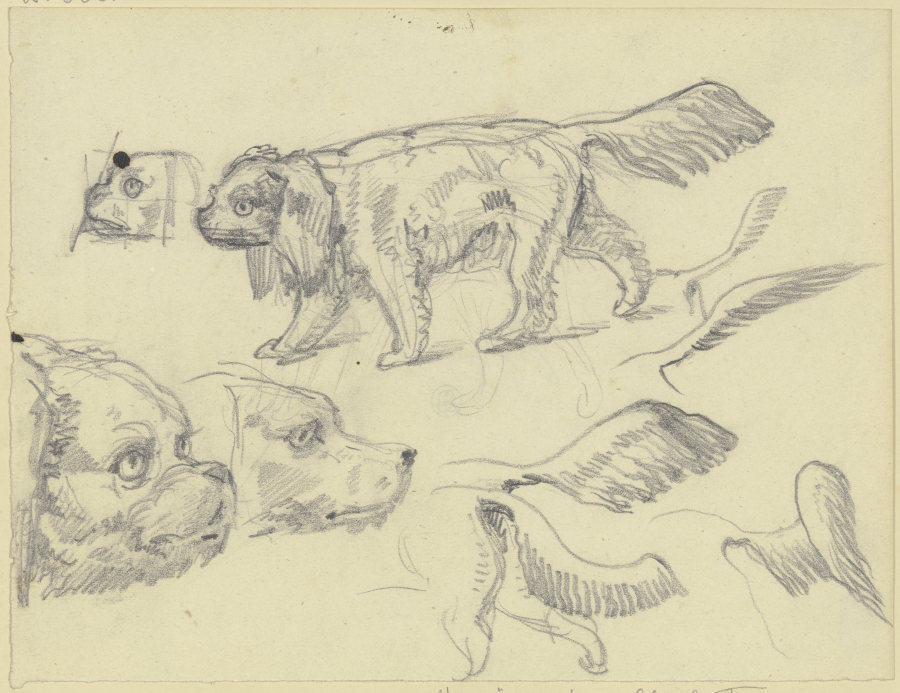 Study sheet: Dogs from Ferdinand Fellner