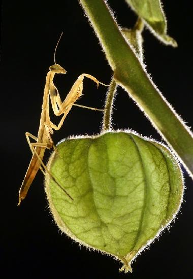 Harvesting