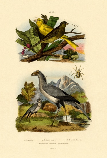 Bird Mite from French School, (19th century)