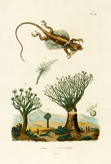 Flying Dragon from French School, (19th century)