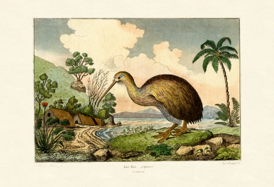 Kiwi from French School, (19th century)