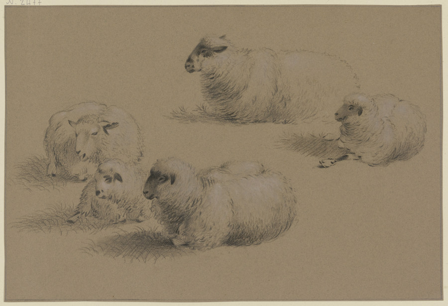 Five resting sheep from Friedrich Wilhelm Hirt