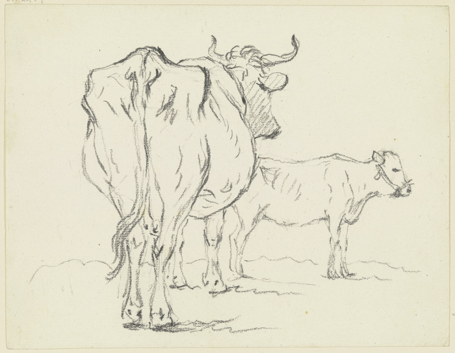 Zwei Rinder, das vordere in starker Verkürzung rückansichtig, das hintere nach rechts from Friedrich Wilhelm Hirt