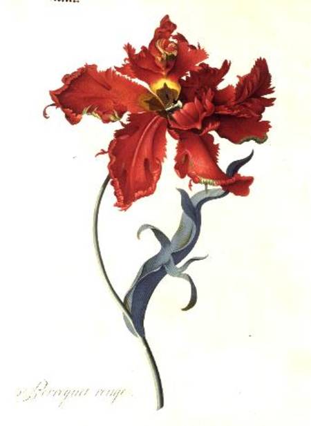 Tulip: Perroquet Rouge from Georg Dionysius Ehret
