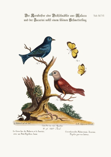 The Malacca Gros-beak, the Jacarini, and the small Yellow Butterfly from George Edwards