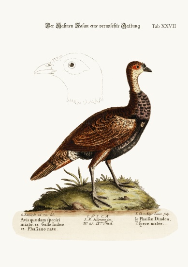 The Turkey-Pheasant, a mixed Species from George Edwards
