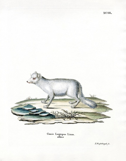 Arctic Fox from German School, (19th century)