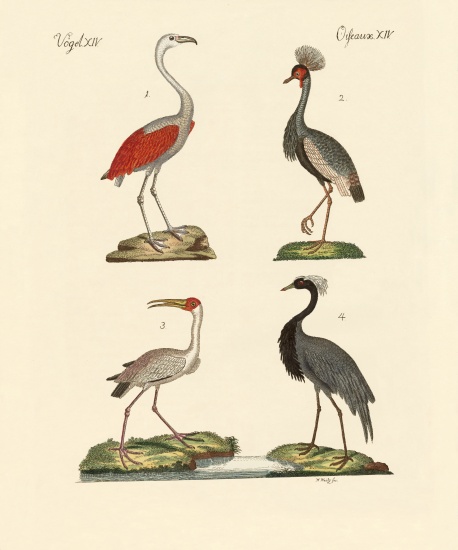 Birds from hot countries from German School, (19th century)