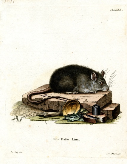 Black Rat from German School, (19th century)