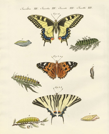 Butterflies from German School, (19th century)
