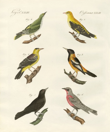 Different kinds of golden oriole from German School, (19th century)