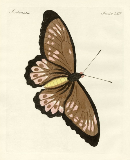 Foreign butterflies of a phenomenal size from German School, (19th century)