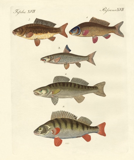 German sea fish from German School, (19th century)