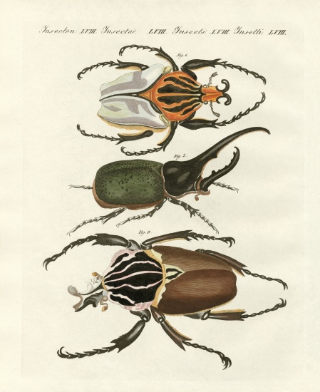 Great and rare foreign beetles from German School, (19th century)