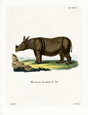 Javan Rhinoceros