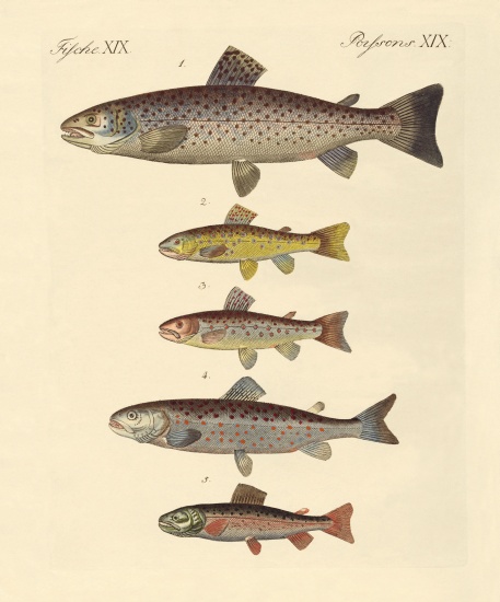 Kinds of trouts from German School, (19th century)