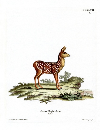 Red Deer Fawn from German School, (19th century)