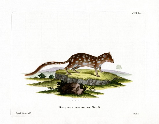 Spotted Quoll from German School, (19th century)