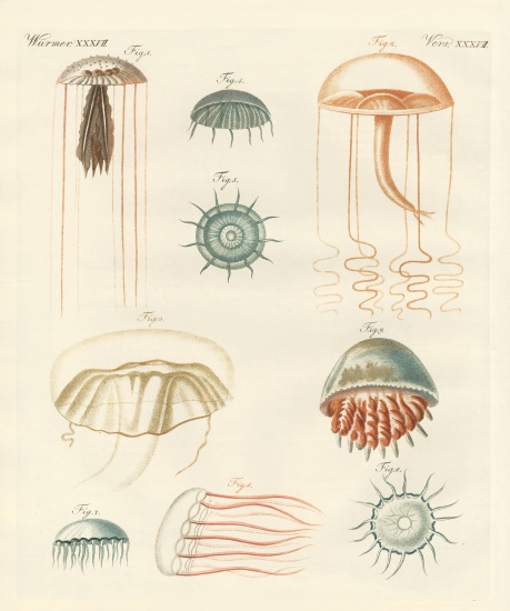 Strange medusas from German School, (19th century)